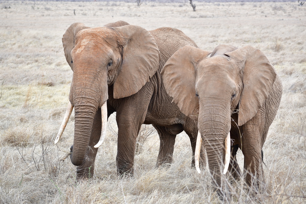 Tsavo East National Park